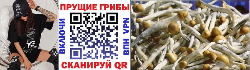 Галлюциногенные грибы Psilocybe  Сертолово 